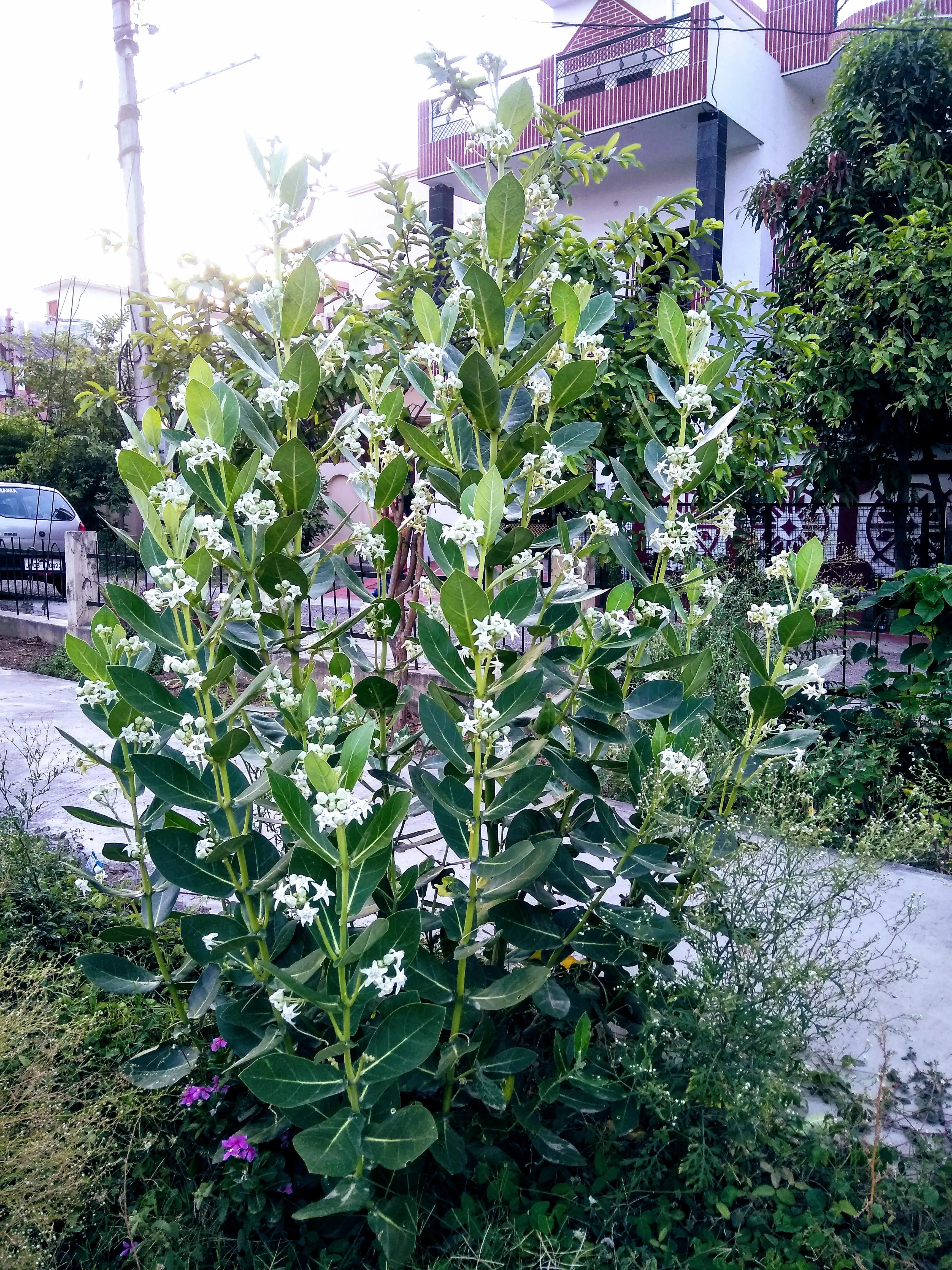 White Eruku Plant thumbnail 5